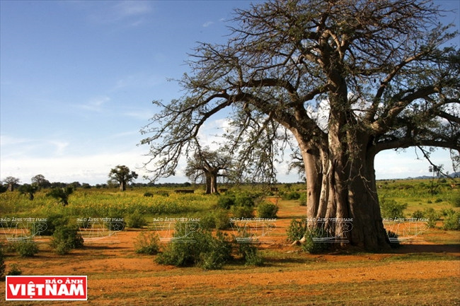 Árbol baobab, símbolo de África
