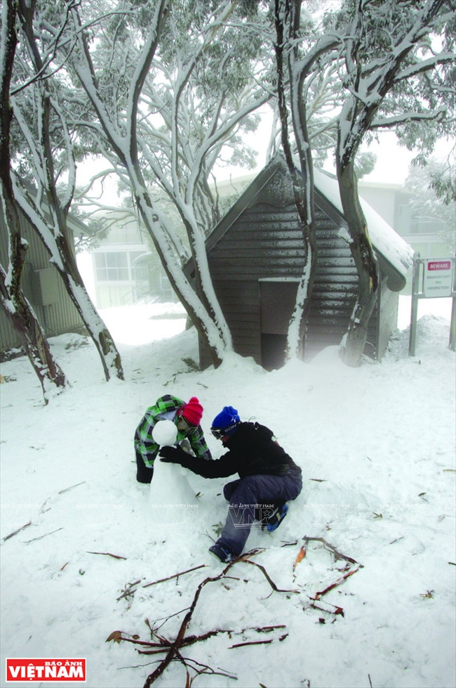¿Nieves en verano? Visitasen la zona de esquí Mt Buller, Melbourne, lugar cubierto del blanco desde junio hasta octubre. 