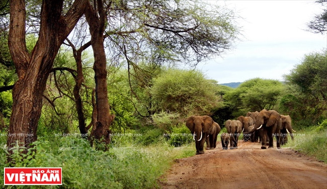 Parque Nacional de Tanzania