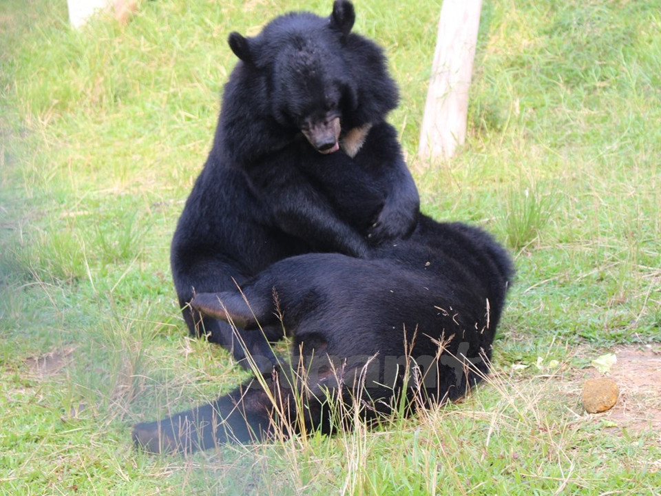 Gracias a esfuerzos de los rescatadores, los osos recuperan su instinto. (Fuente: VNA)
