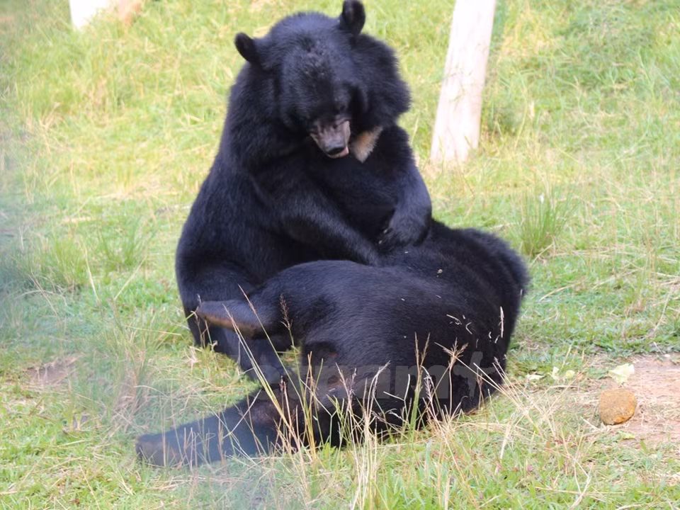 Gracias a esfuerzos de los rescatadores, los osos recuperan su instinto. (Fuente: VNA)