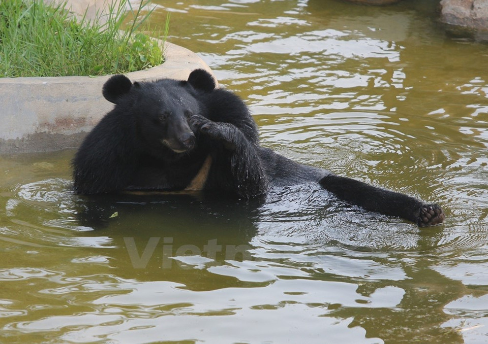 Un oso disfruta del agua. (Fuente: VNA)