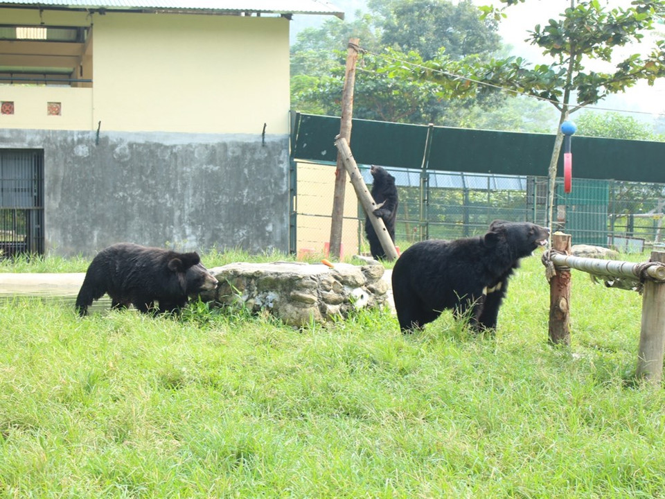 Cuatro ejemplares perdieron la visibilidad total, a otros dos les falta un ojo, a 17 les quitaron una extremidad y seis sufre heridas causadas por trampas. (Fuente: VNA)