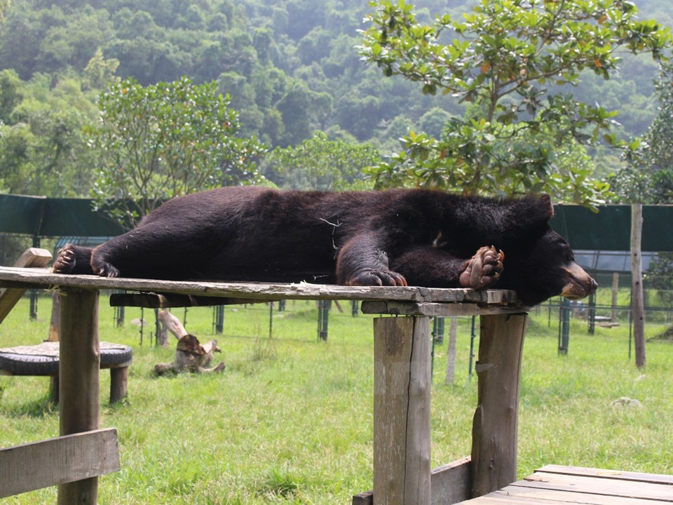 La reserva atiende a 139 ejemplares que padecen diferentes niveles de lesiones. (Fuente: VNA)