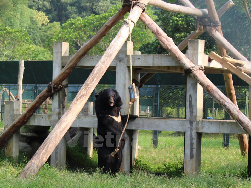 Los animales buscan comidas escondidas en troncos de madera. (Fuente: VNA)