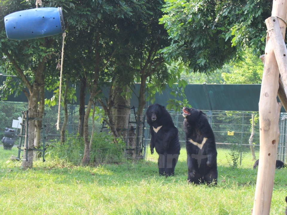 Dos amigos ositos (Fuente: VNA)