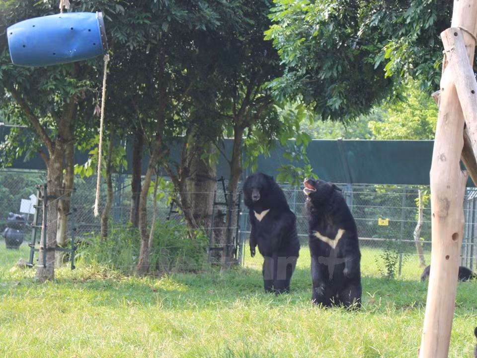 Dos amigos ositos (Fuente: VNA)