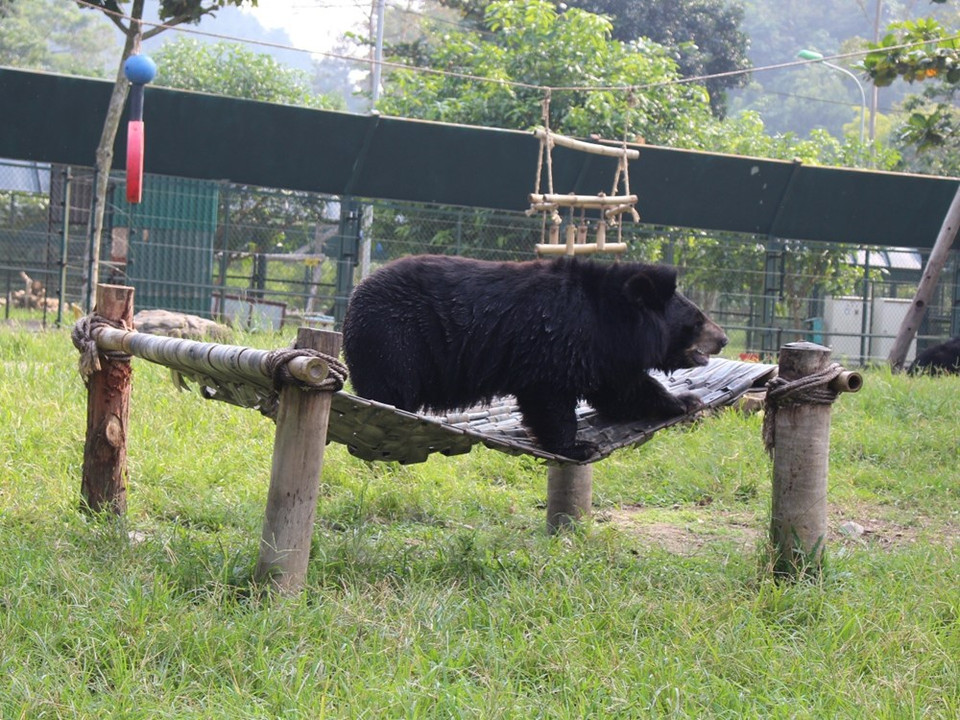 Un ejemplar en el Parque. (Fuente: VNA)