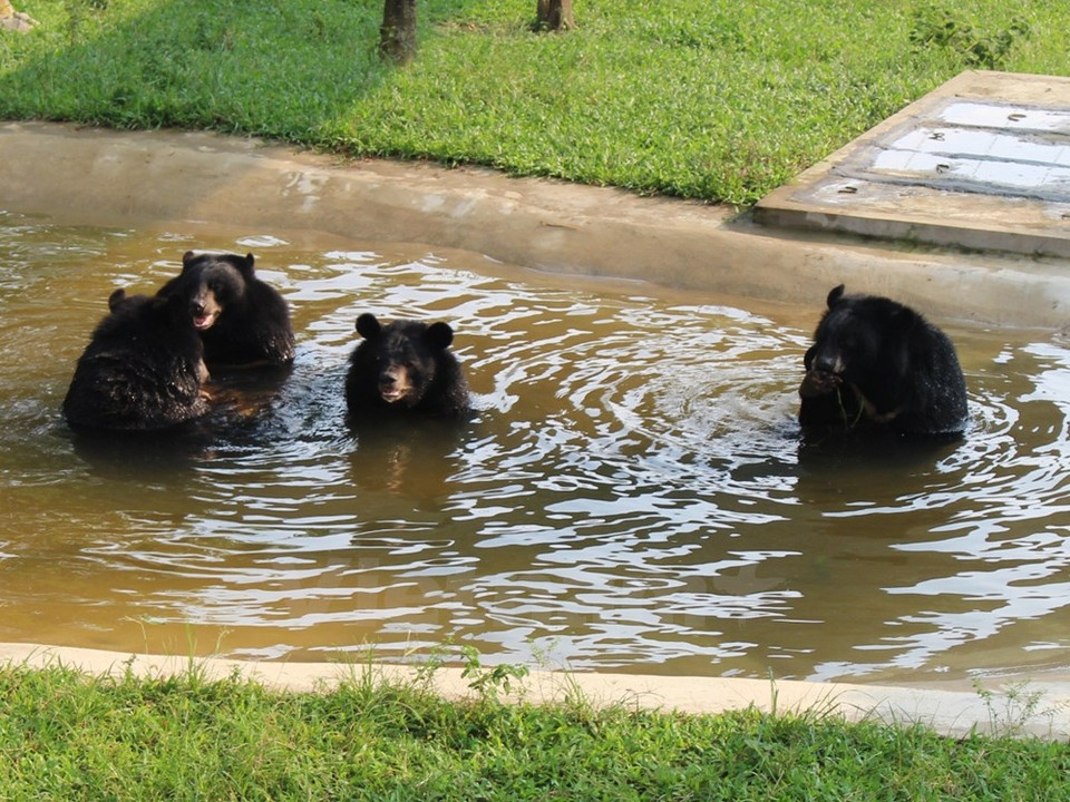 Osos se bañan en una piscina. (Fuente: VNA)