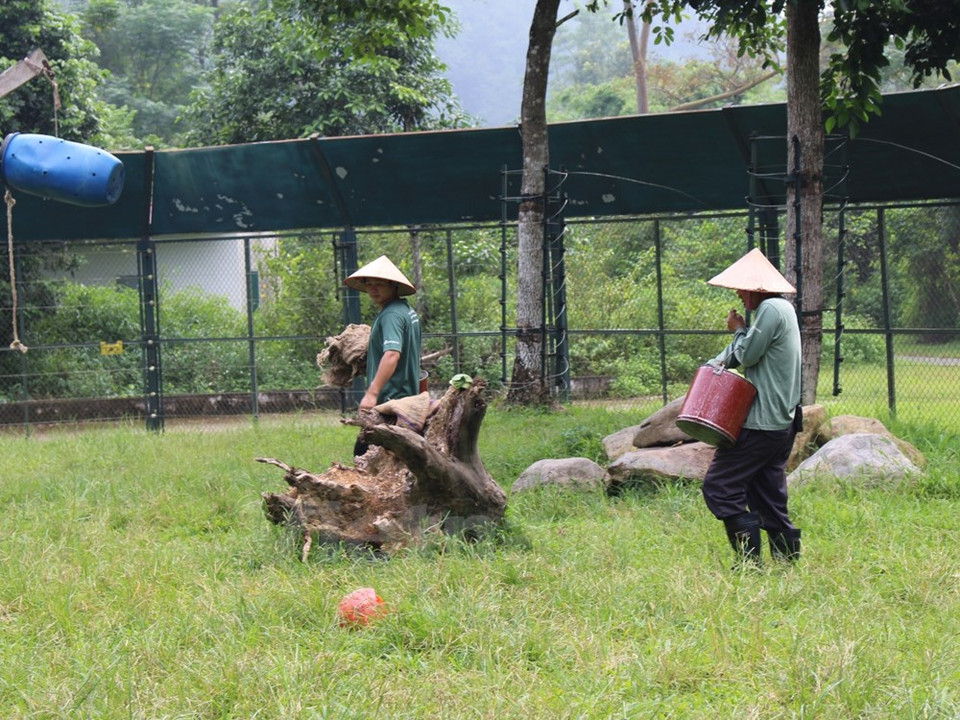 Cuidadores esconden comidas para estimular el instinto de buscar alimentos. (Fuente: VNA) 