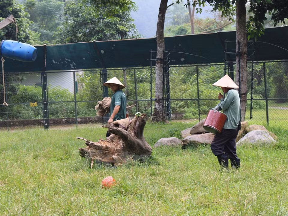 Cuidadores esconden comidas para estimular el instinto de buscar alimentos. (Fuente: VNA) 