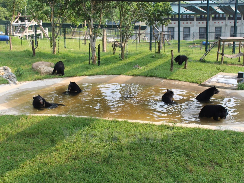 Los animales se divierten en la piscina. (Fuente: VNA)