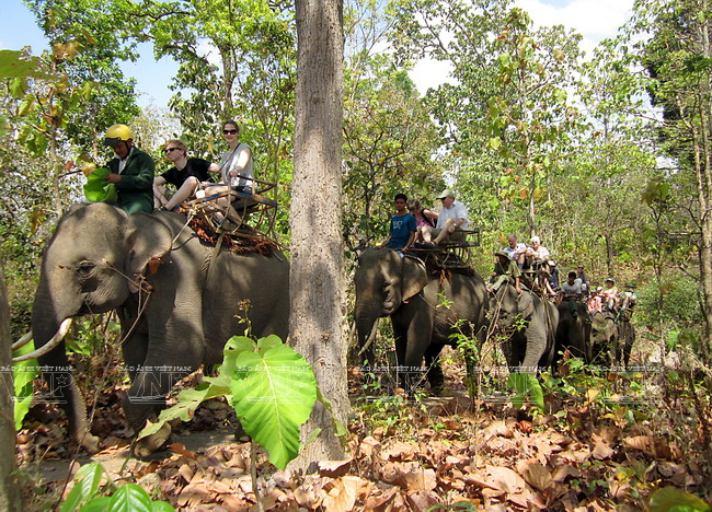 Elefantes acompañan a los turistas en el viaje por el bosque…