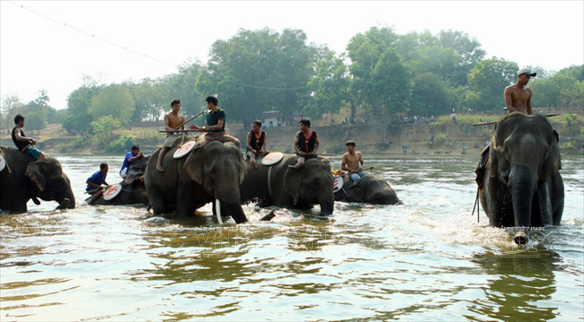 Si llegan a Buon Don en marzo, podrán participar en la carrera de elefantes, una antigua tradición. (Fuente: VNA)