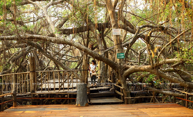 Alrededor de los puentes se encuentran centenarios árboles. Desde las ramas sueltan raíces adventicias, creando una imagen particular. (Fuente: VNA)
