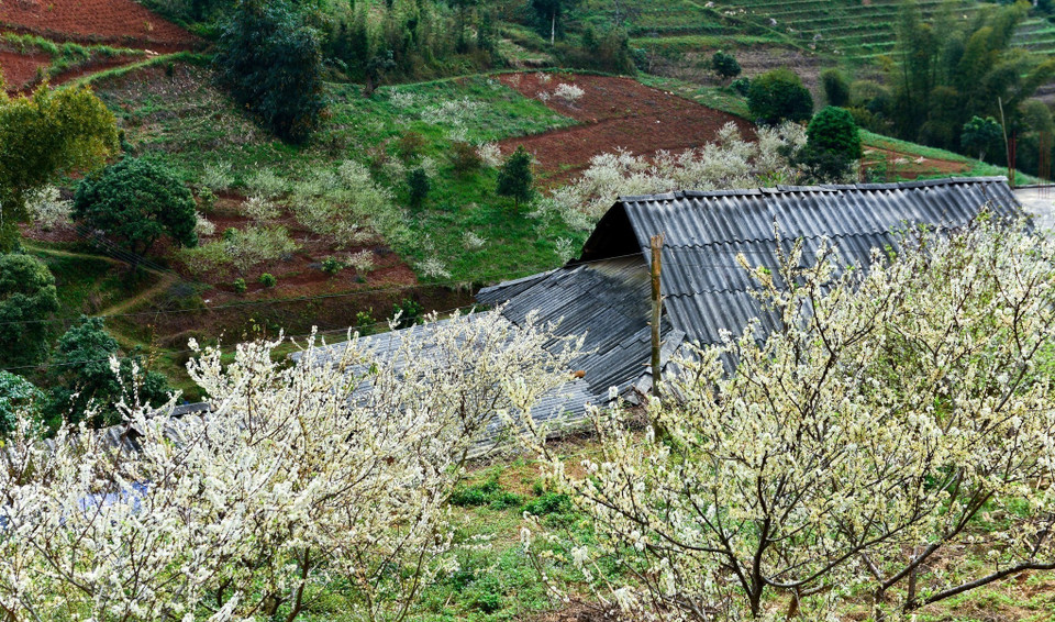 Las flores del ciruelo brotan desde finales de enero hasta febrero (Foto: VNA)
