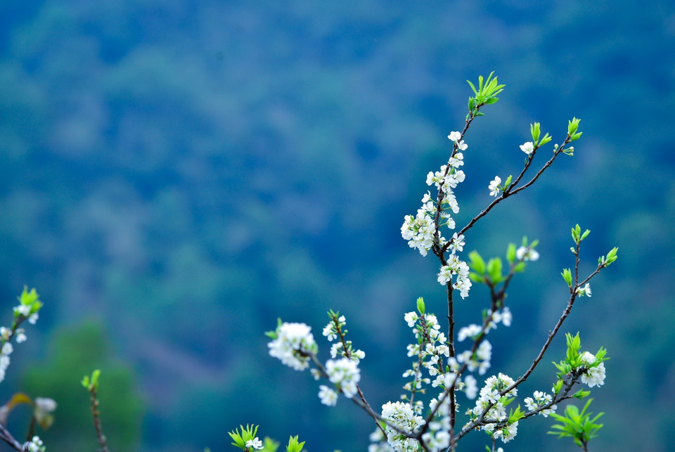 El color blanco puro de las flores del ciruelo se destaca sobre el fondo verde de las montañas (Foto: VNA)