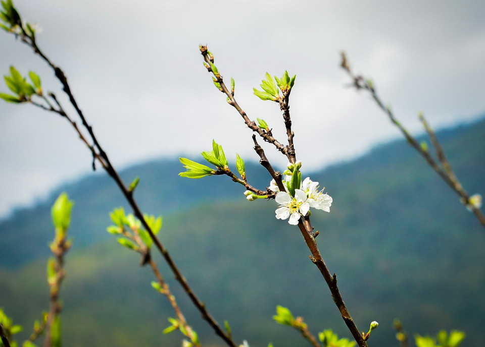 El color blanco puro de las flores del ciruelo se destaca sobre el fondo verde de las montañas (Foto: VNA)