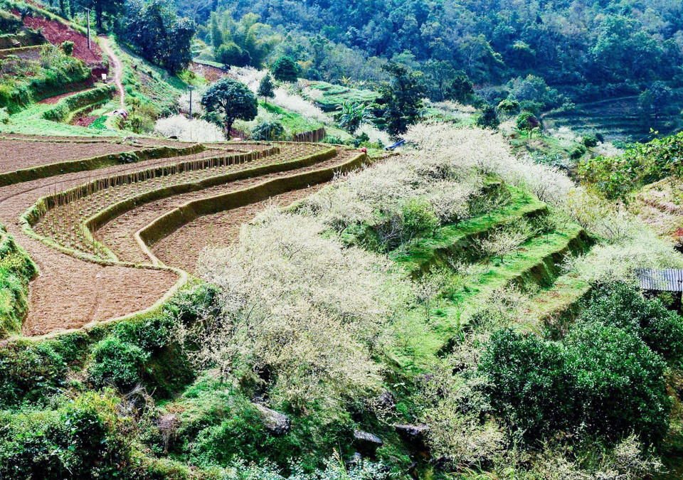 Campos de flores del ciruelo en la comuna de Tat Nga, distrito de Meo Vac, Ha Giang (Foto: VNA)