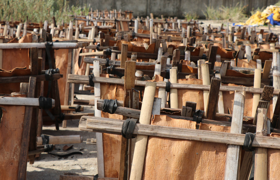 La corteza de canela fresca se seca antes de procesarla. (Foto: VNA)