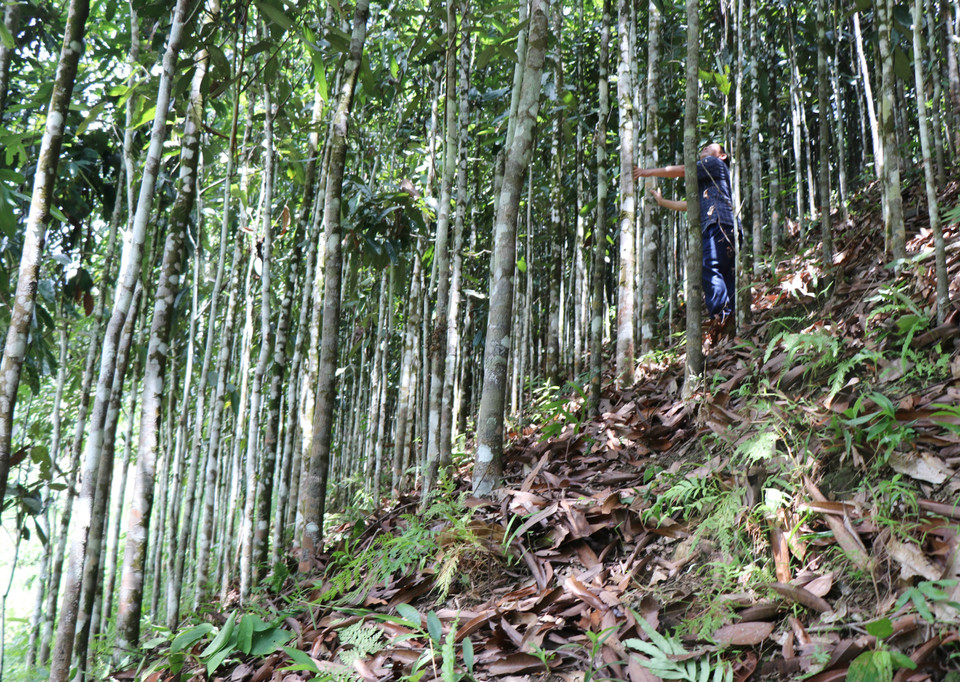 El distrito de Tra Bong cuenta actualmente con cinco mil 200 hectáreas de cultivo de canela, con un rendimiento anual de entre mil 600 y dos mil toneladas. (Foto: VNA)