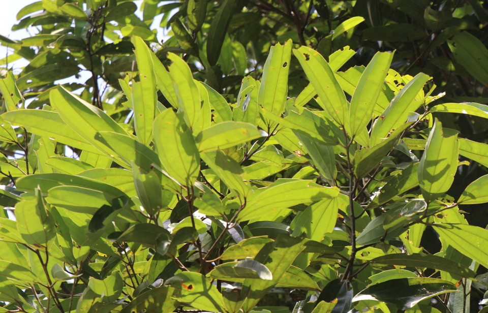 Las hojas de canela tienen muchos propiedades medicinales. (Foto: VNA)