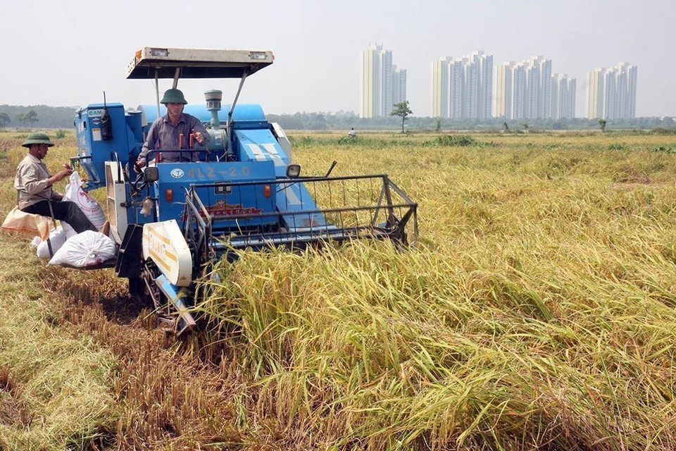 Mecanización sincrónica en la producción agrícola permite la reducción de costos y el aumento de la productividad laboral de acuerdo con los criterios de construcción de un nuevo campo rural en la comuna de Da Ton, distrito de Gia Lam. (Foto: VNA)