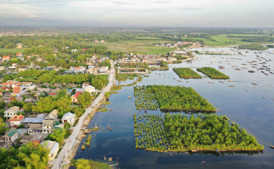 El bosque de manglares en la laguna de Tam Giang, en el distrito de Quang Dien de la provincia central de Thua Thien-Hue, no solo contribuye a la protección del ecosistema y la acumulación de sedimentos, sino que también es un lugar atractivo para los turistas (Foto: VNA)