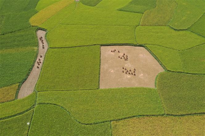 Temporada de cosecha de arroz en la comuna de Ngoc Con, distrito de Trung Khanh, provincia de Cao Bang (Foto: VNA) 