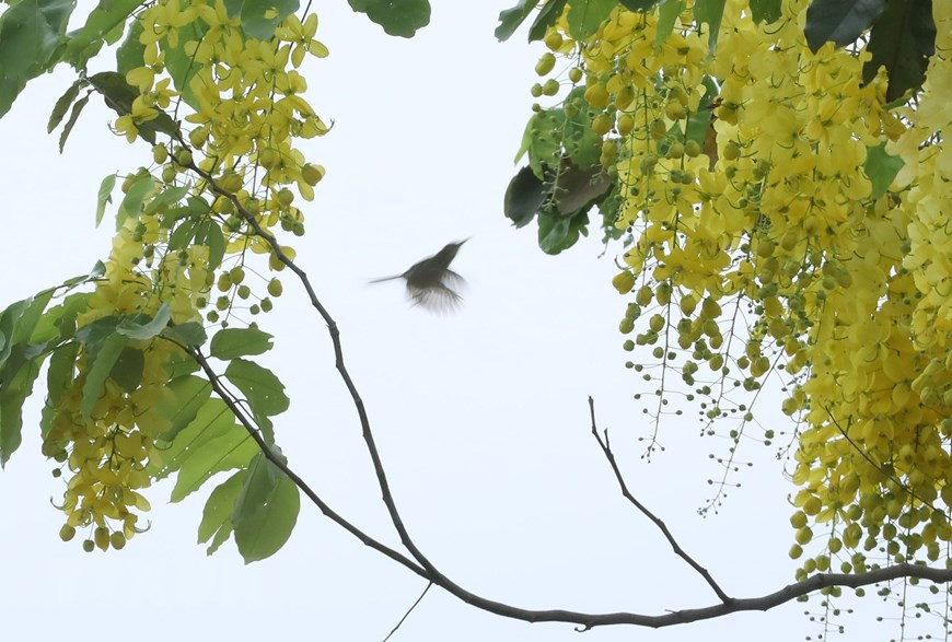 En los primeros días del verano, las carreteras que rodean el lago del Oeste de Hanoi se tiñen con el color amarillo de las flores de caña fístula (Foto: VNA)
