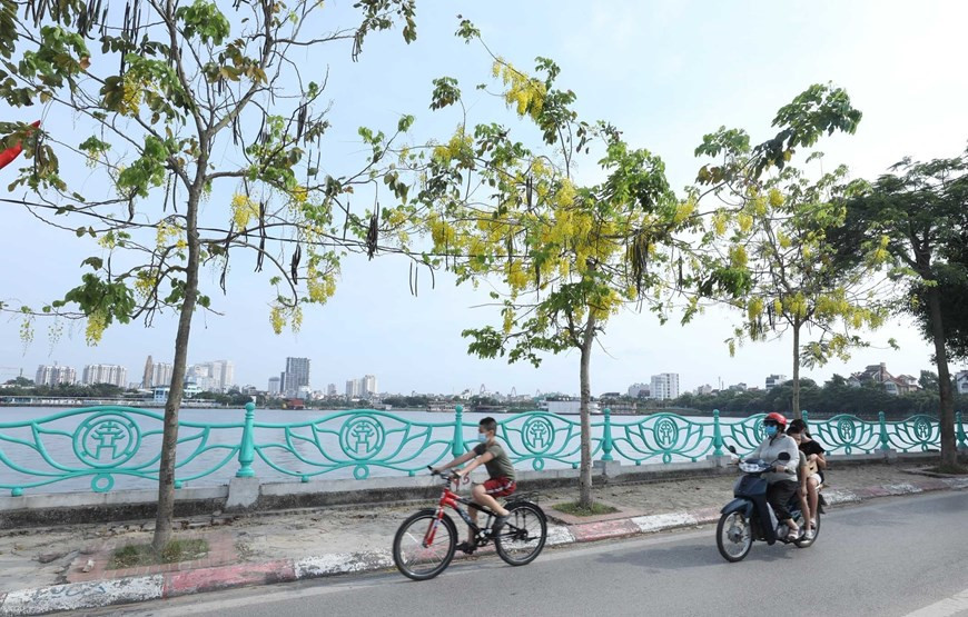 La temporada de floración de esta planta dura dos meses, de mayo a julio (Foto: VNA)