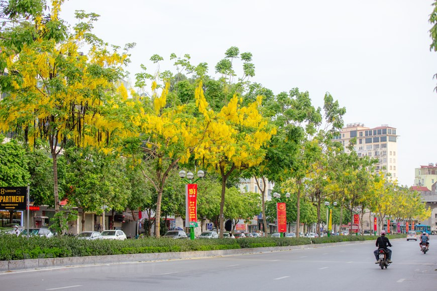 A fines de mayo, las cañas fístulas florecen en muchas esquinas de las calles de Hanoi (Foto: VNA)