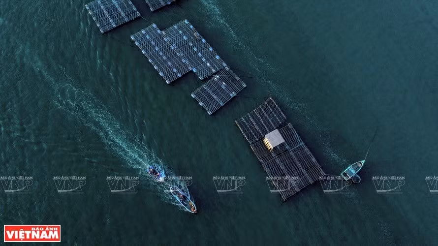 Los pobladores utilizan jaulas flotantes para criar especies acuáticas como camarones, peces, cangrejos, vieiras, caracoles, ostras y mejillones (Fuente: VNA)