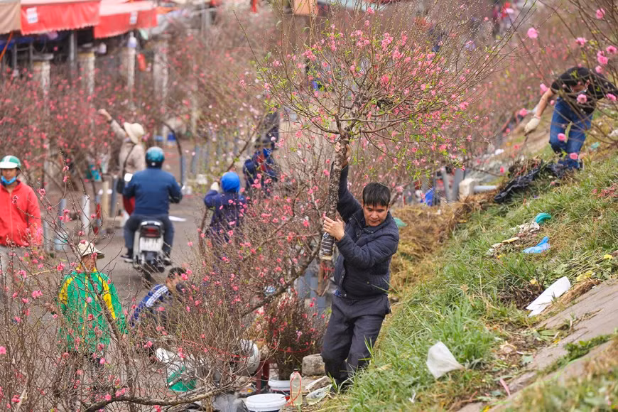 El mercado se celebra en un momento igualmente especial. Cuando la mayoría de los capitalinos todavía se quedan dormidos, el mercado de flores de Quang An comenzó a "despertar". Normalmente, el mercado está abierto desde las 11 de la noche hasta las 6 del día siguiente. Los ramos de flores, aún mojados por el rocío de la noche, se empaquetan y venden en kioscos tras kioscos, o se exponen en las portabicicletas, motocicletas e incluso en el suelo. Además de las flores, hojas y complementos también son abundantes. Si las flores son las beldades, los complementos para arreglos florales son las joyas que conforman un estilo de moda único para cada belleza (Foto: Vietnamplus)