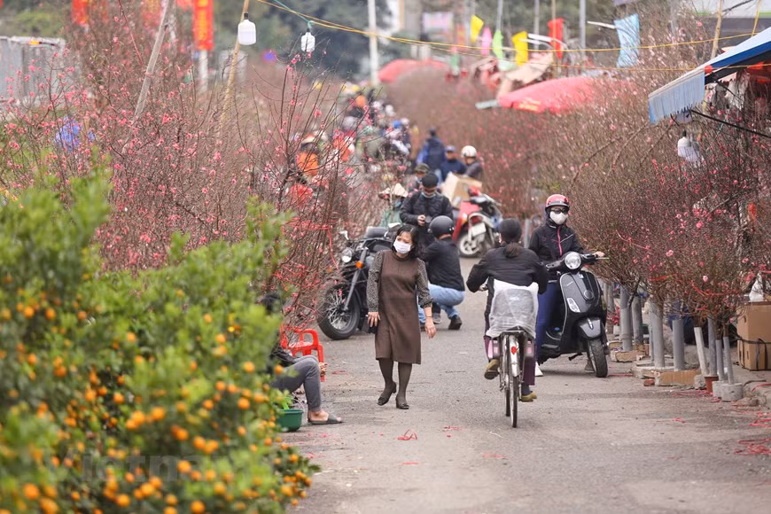 Cuanto más se acerca el Año Nuevo Lunar, más bullicioso está el mercado de flores de Quang An, con compradores y vendedores ocupados para traer un poco de ambiente primaveral a las familias. El mercado de las flores de primavera de estos días no solo está lleno de los compradores, sino también los visitantes que llegan para contemplar las flores y tomar fotos. Pese al impacto de la pandemia de COVID-19, el lugar está menos concurrido de lo habitual, pero los visitantes aún sienten el ajetreo y el bullicio. Muchos comerciantes esperan un próspero Año Nuevo cuando los melocotones este año estén en buena temporada y a buen precio. Los flores de melocotón en Quang An se distribuyen a todas las regiones del país durante el Tet (Foto: Vietnamplus)