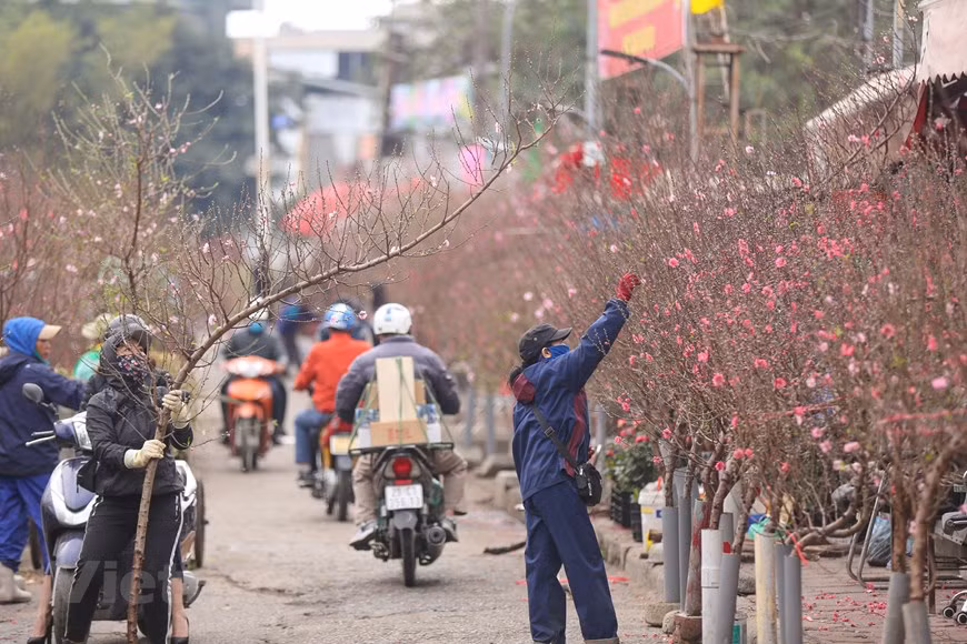 Cada Tet, este lugar se convierte en un mercado de flores de melocotón porque esta es una de las flores típicas del Tet para las familias en el norte del país. Al caminar por la calle Au Co, los visitantes pueden reconocer fácilmente el mercado de flores de Quang An desde lejos por el color rosa de miles de melocotoneros. Quang An no solo es el mercado de flores más grande de Hanoi, sino también el mayor de su tipo del norte. Las flores de durazno aquí se recolectan de todas las famosos aldeas de flores en Hanoi como Nhat Tan y Phu Thuong (Foto: Vietnamplus)