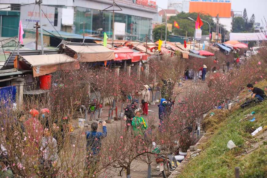 Luego, para satisfacer la creciente demanda de flores frescas de los capitalinos, el mercado de flores de Quang An se expandió y comenzó a ofrecer cada vez más nuevas especies procedentes las áreas circundantes como Soc Son, Me Linh y Vinh Phuc; o Da Lat, la “capital de las flores de Vietnam”; y otros países como China, Tailandia, Países Bajos y Sudáfrica. Este lugar se ha convertido en el mayor mercado mayorista de flores frescas del norte de Vietnam. Cada temporada surgen diferentes flores, por eso el mercado se encuentra ocupado durante todo el año. Este mercado especial atrae una amplia gama de visitantes, desde los vendedores mayoristas y minoristas, los clientes hasta los turistas (Foto: Vietnamplus)