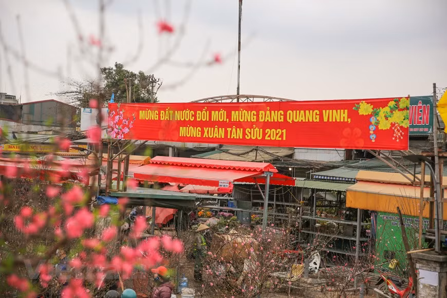 De aquellos que aman las flores o tienen trabajos relacionados con las flores en Hanoi y áreas circundantes tal vez nadie no conoce este lugar: el mercado Quang An. Pocas recuerdan cuándo y cómo apareció el mercado de flores de Quang An - Quang Ba. La gente solo sabe que al principio, era simplemente un pequeño mercado ubicado en el lado del dique Nghi Tam, en el barrio de Quang An, distrito de Tay Ho, en Hanoi. El mercado fue creado para que los floricultores de las áreas alrededores comercializaran flores y plantas ornamentales que cultivaban, porque Nhat Tan, Quang An y Quang Ba son lugares afamados por la producción tradicional de flores de melocotón y kumquat en Hanoi (Foto: Vietnamplus)
