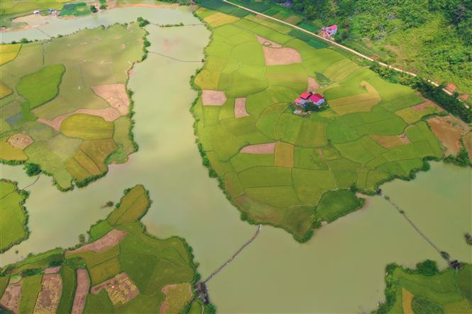 Temporada de cosecha de arroz en la comuna de Ngoc Con, distrito de Trung Khanh, provincia de Cao Bang (Foto: VNA) 