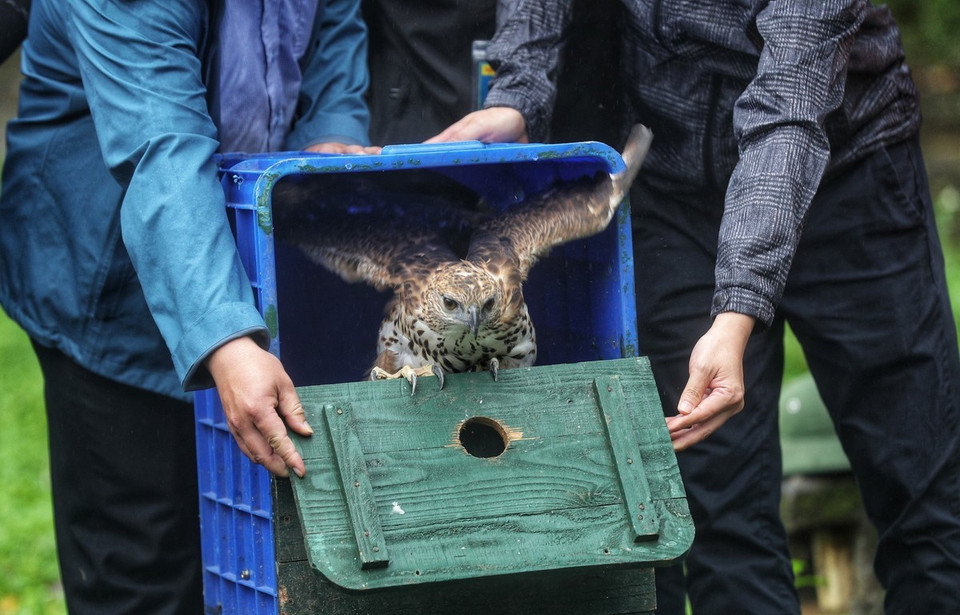 La Administración del Parque Nacional de Cuc Phuong (en la provincia norteña de Ninh Binh) y el Centro de Rescate de Vida Silvestre de Hanoi liberan al hábitat natural un halcón de montaña (Foto: VNA)