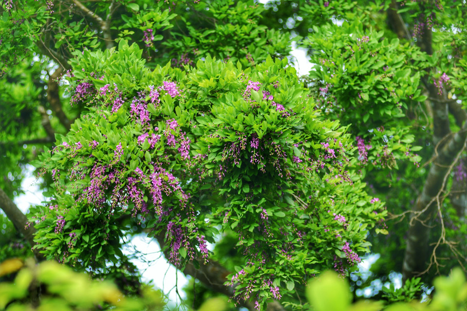 El árbol Than Mat con nombre científico Millettia nigrescens gagnep, tiene flores moradas. El color de las flores tiñe de purpura toda la península de Son Tra por lo que cualquier visitante al llegar aquí se queda extasiado ante la singular belleza de esa flor. (Fuente:VNA)