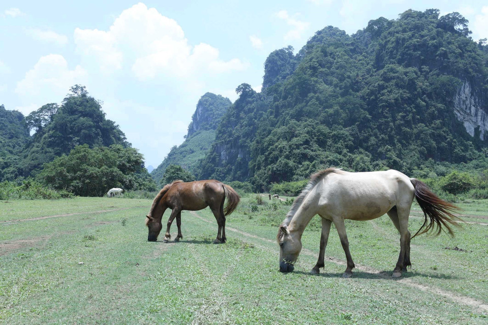 Una manada de caballos pastan pacíficamente en la "alfombra verde" que se extiende a lo largo del herbazal de Dong Lam. (Fuente: VNA)