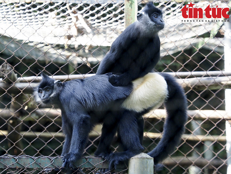 El langur de Delacour, con el nombre científico Trachypithecus delacouri, se distribuye de forma dispersa en las provincias vietnamitas de Ninh Binh, Ha Nam, Hoa Binh y Thanh Hoa. (Fuente:VNA)