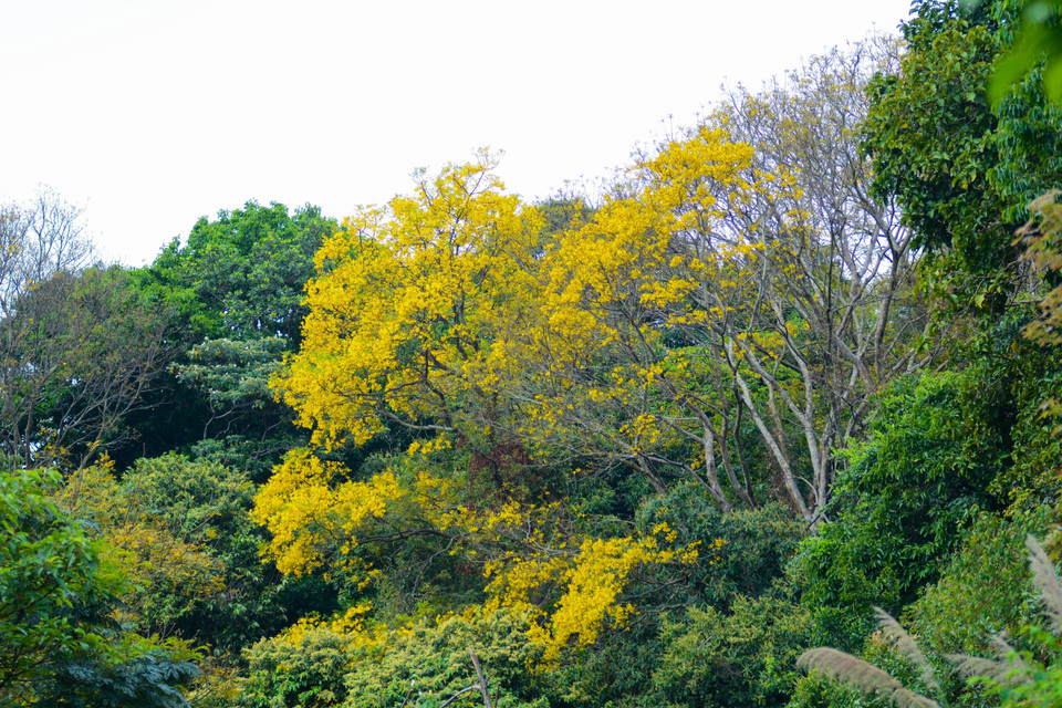 El área de la península de Son Tra, cerca del cabo de Tien Sa, alberga filas de flamboyán dorado hace muchos años y cada una cuenta con una altura promedio de 9-10 metros. (Fuente:VNA)