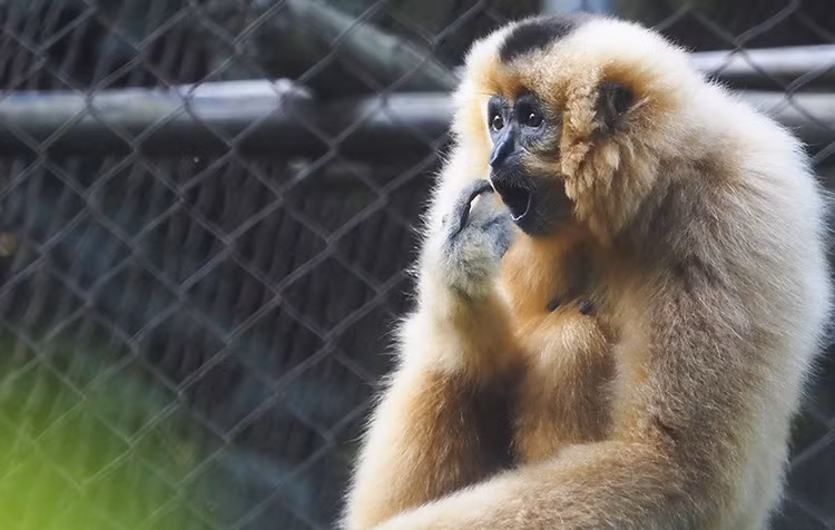 El gibón de mejillas beige es una especie originaria de los países indochinos, incluidos Laos, Vietnam y Camboya, con una hermosa apariencia, capacidad de moverse largas distancias y una voz cautivadora. (Fuente:VNA)