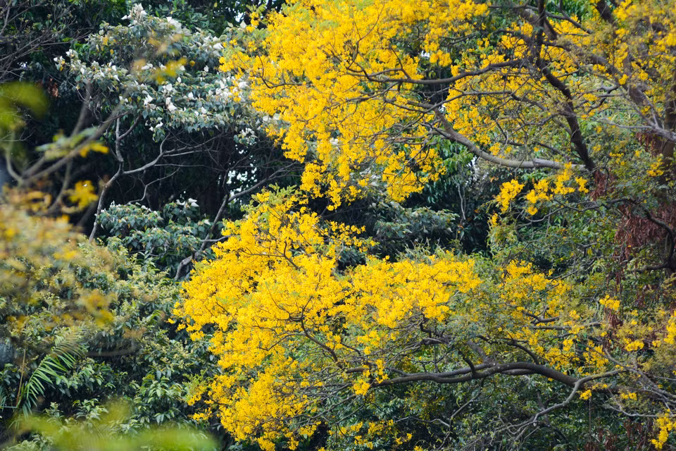 La flor Lim xet o flamboyán dorado muestra su color amarillo en medio del bosque. (Fuente: VNA)