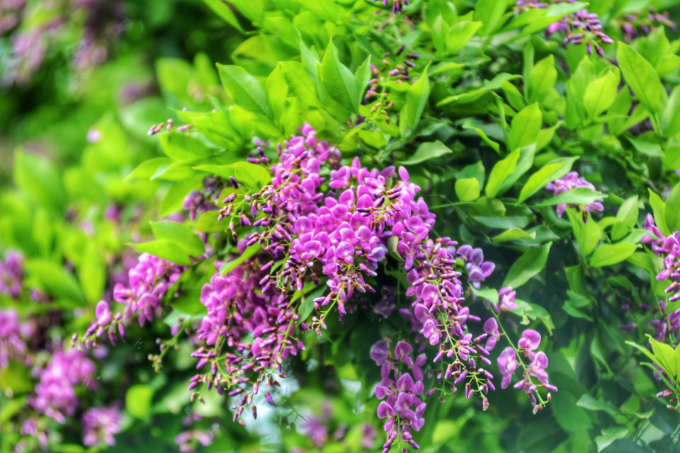 El árbol Than Mat con nombre científico Millettia nigrescens gagnep, tiene flores moradas. El color de las flores tiñe de purpura toda la península de Son Tra, por lo que cualquier visitante al llegar aquí se siente extasiado ante la singular belleza de esa flor. (Fuente:VNA)