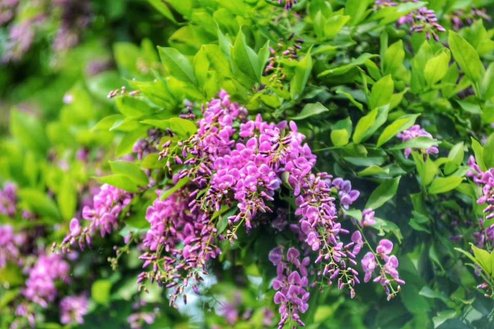 El árbol Than Mat con nombre científico Millettia nigrescens gagnep, tiene flores moradas. El color de las flores tiñe de purpura toda la península de Son Tra, por lo que cualquier visitante al llegar aquí se siente extasiado ante la singular belleza de esa flor. (Fuente:VNA)