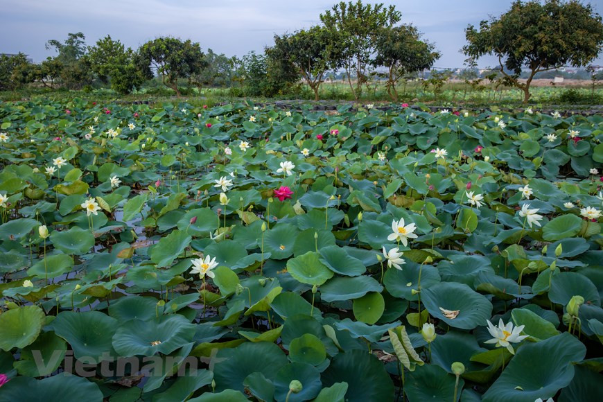 El cuidado de todos los tipos de loto es casi el mismo, solo que varía en función de la estación, la tasa de crecimiento y la nutrición (Foto: Vietnam+)