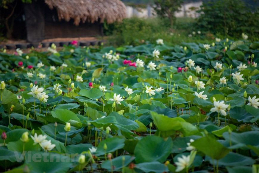 El lago de lotos pertenece al Centro de Experimentación, Investigación y Desarrollo de Gen de Loto, en el distrito Gia Lam, Hanoi (Foto: Vietnam+)